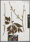 Foto von Salix phylicifolia L.